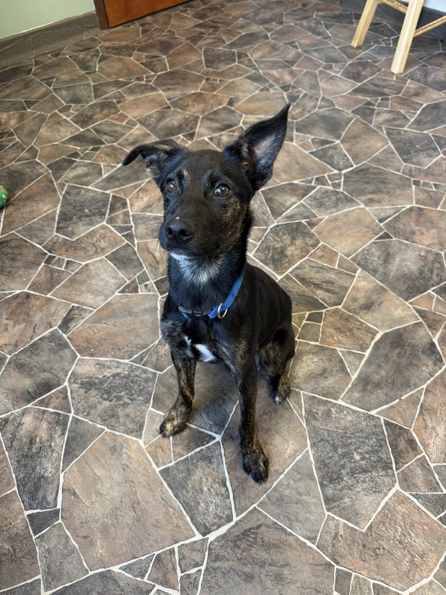 Enlarge Roach, a ADOPTABLE mixed breed in Sterling Heights, MI image 3/6