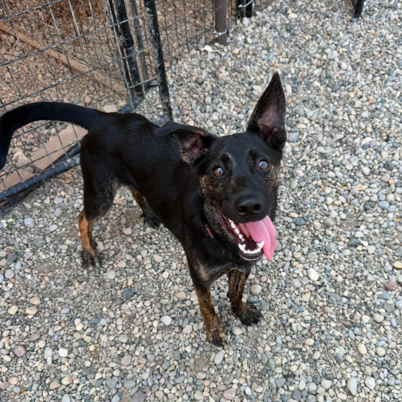 Roach, adoptable, Young Male Terrier.