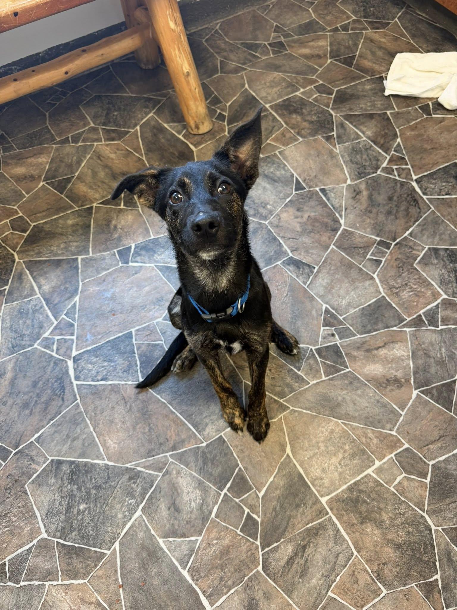 Enlarge Roach, a ADOPTABLE mixed breed in Sterling Heights, MI image 5/6