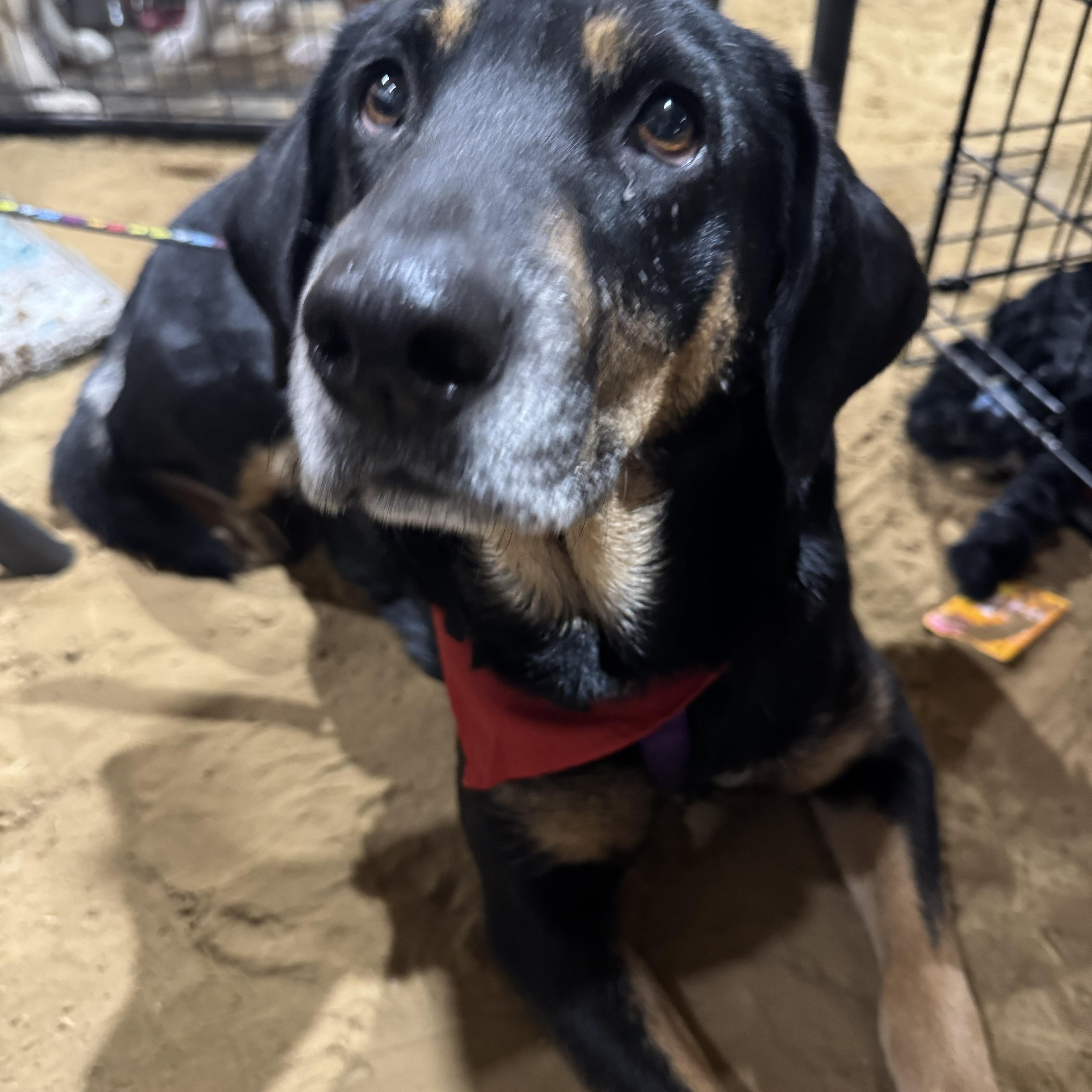 Annie, a ADOPTABLE mixed breed in Pottsboro, TX image 3/4