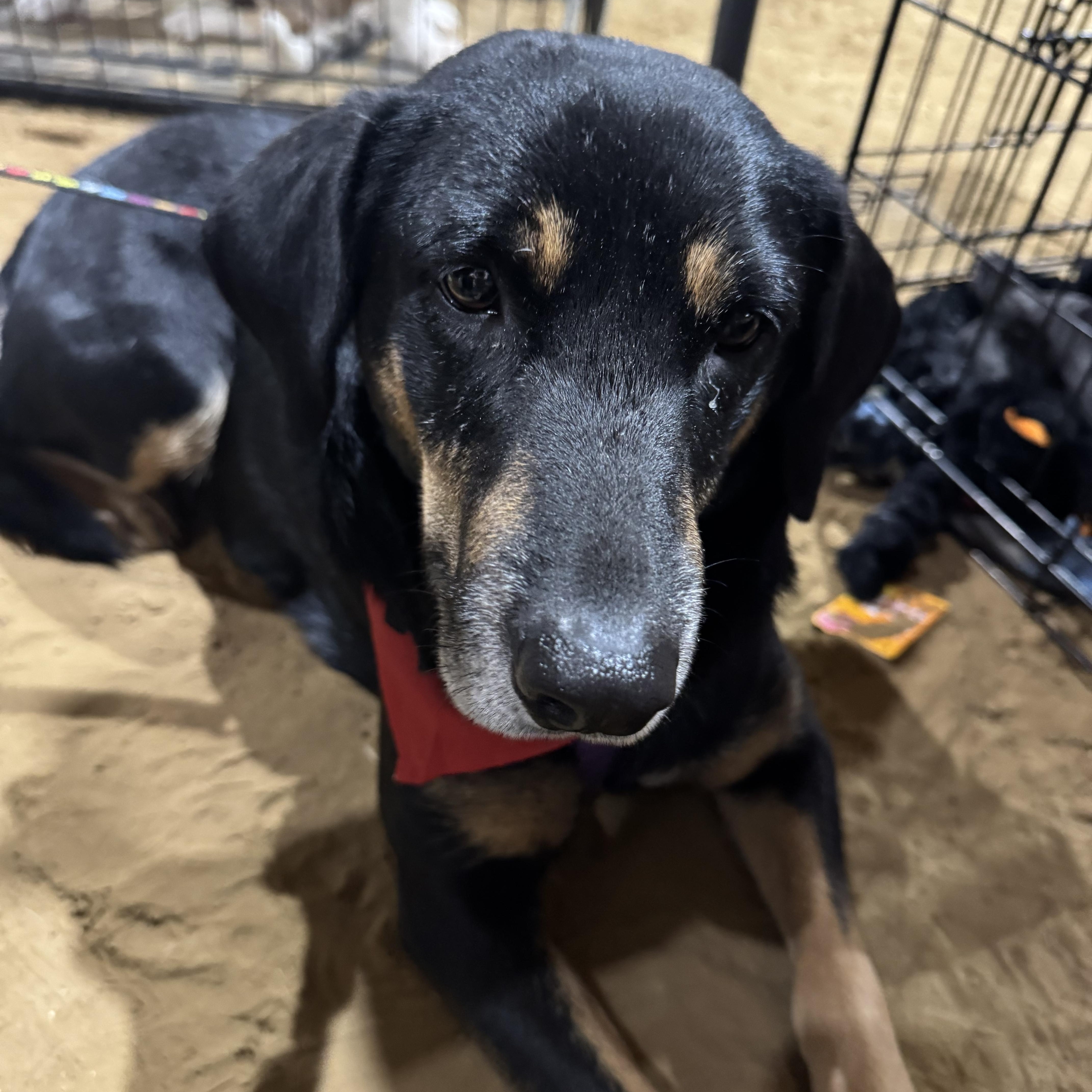 Annie, a ADOPTABLE mixed breed in Pottsboro, TX image 4/4