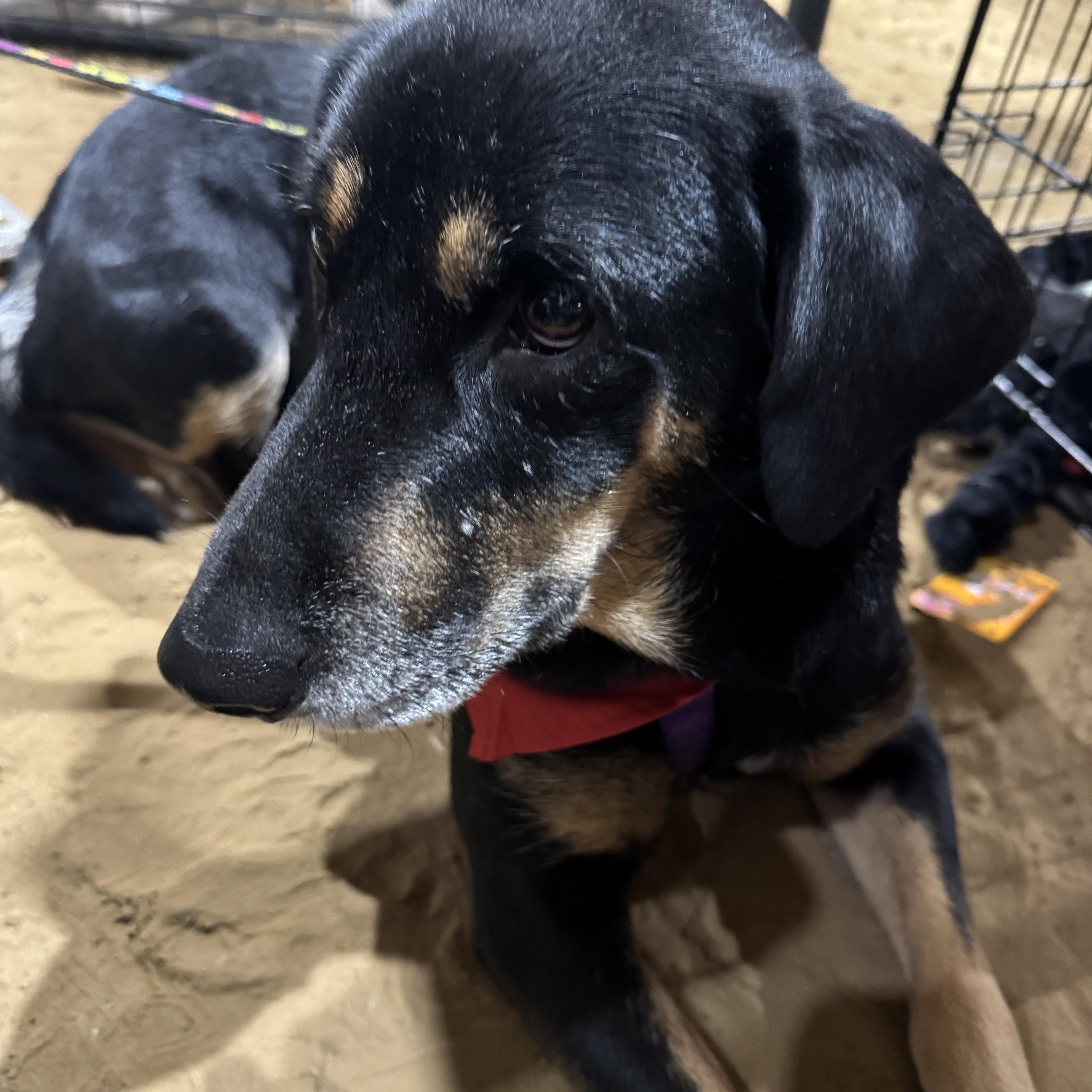 Annie, a ADOPTABLE mixed breed in Pottsboro, TX image 2/4