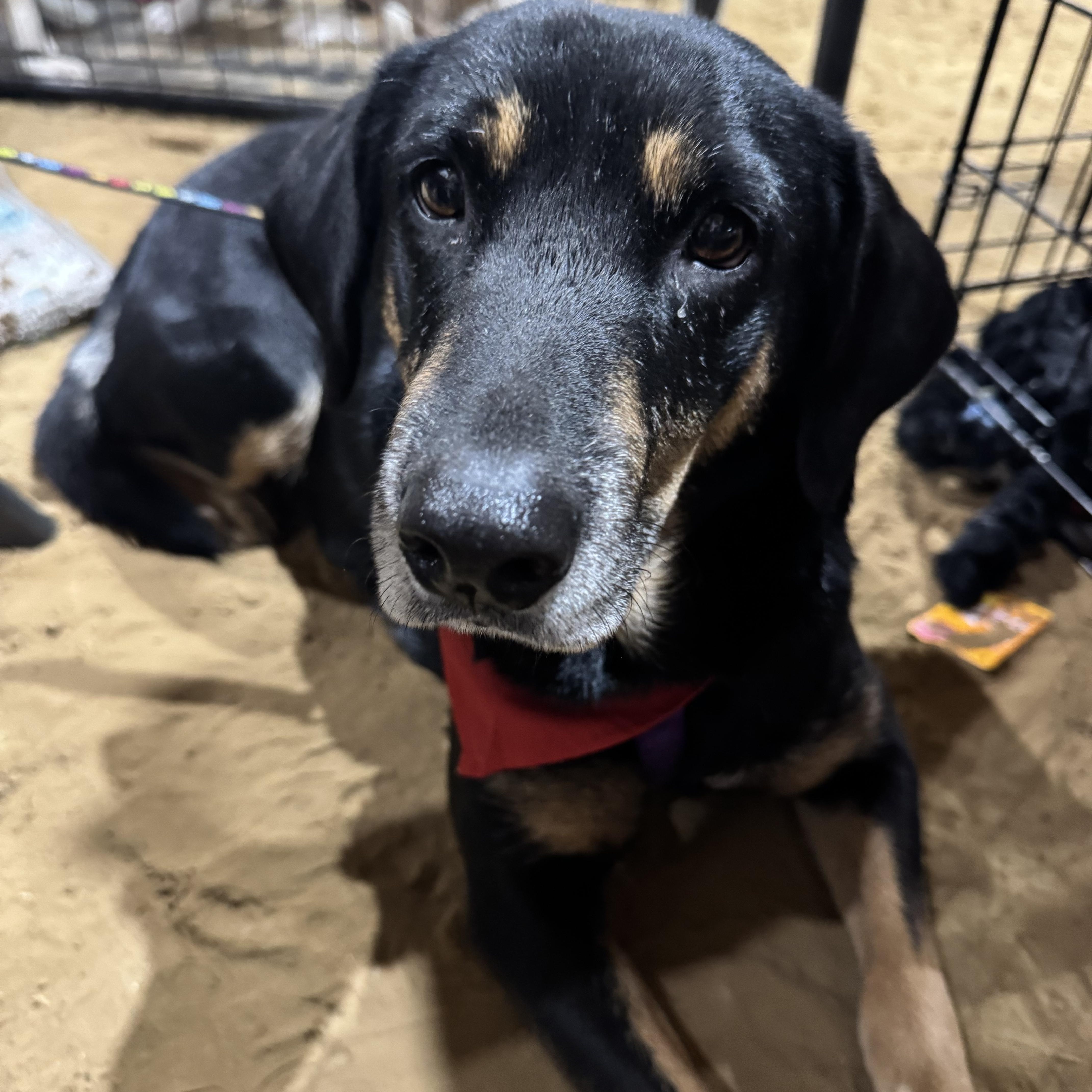 Annie, ADOPTABLE, Adult Female German Shepherd Dog & Cattle Dog.