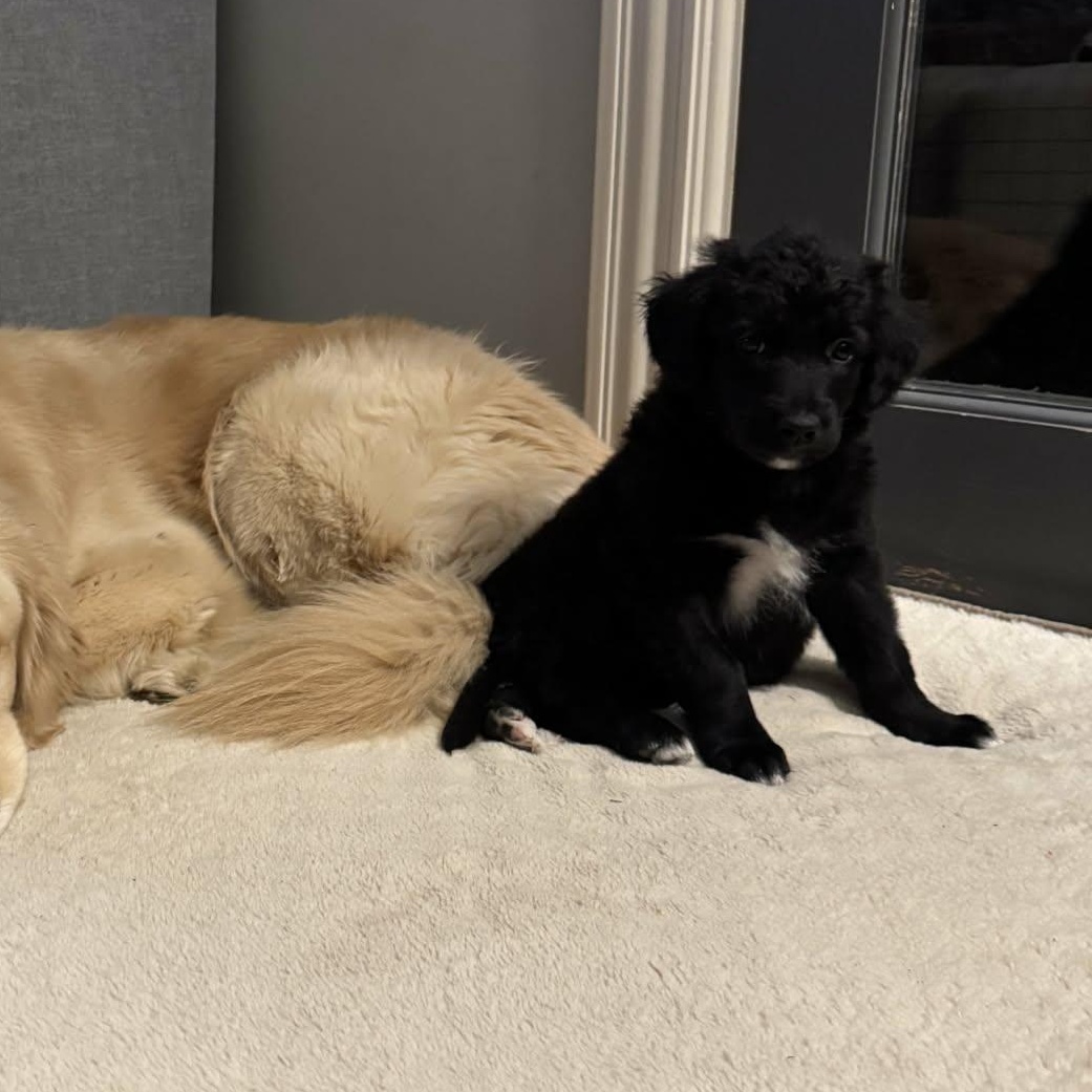 Sister, ADOPTABLE, Puppy Female Mixed Breed.