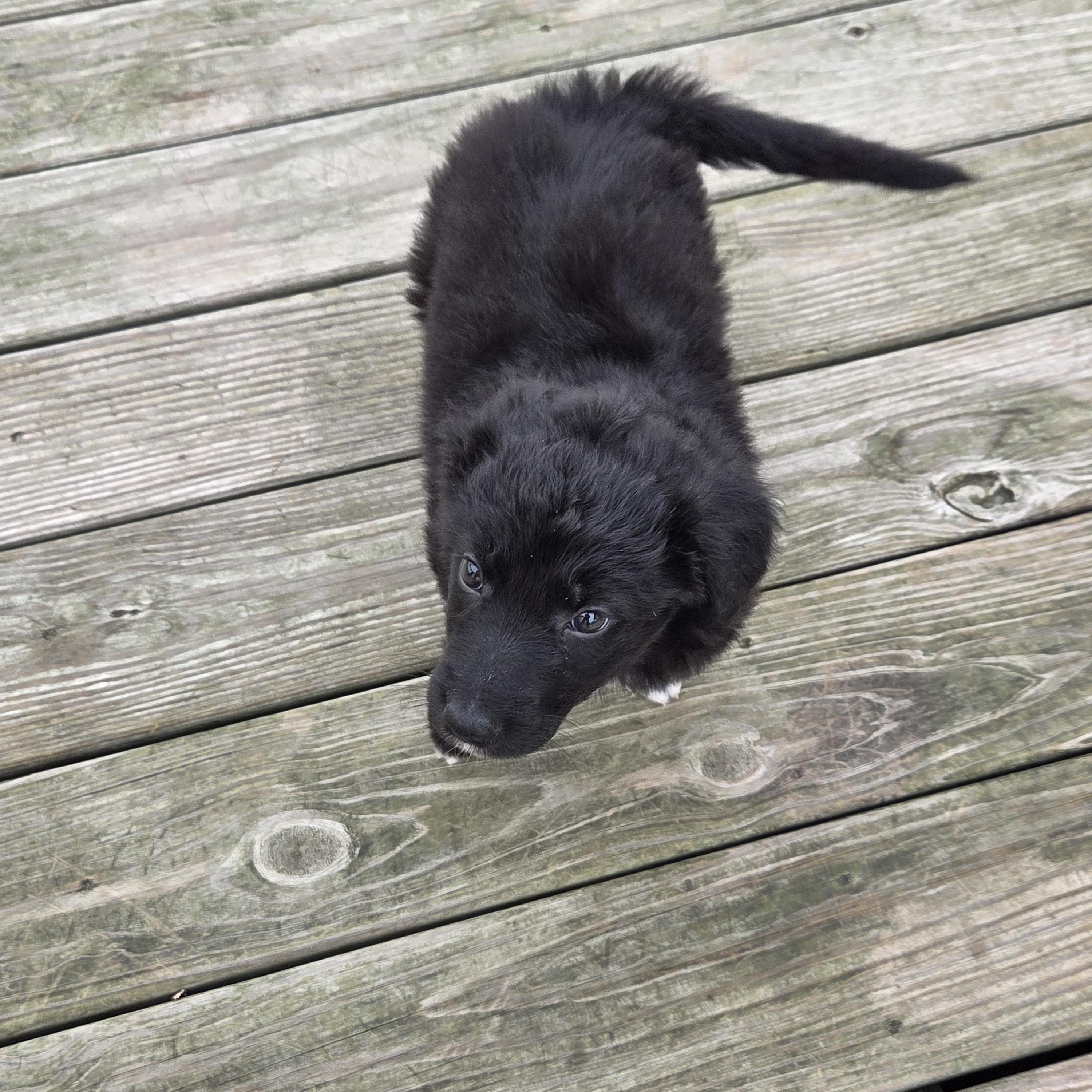 Enlarge Sister, a ADOPTABLE Mixed Breed in Lancaster, KY image 1/1