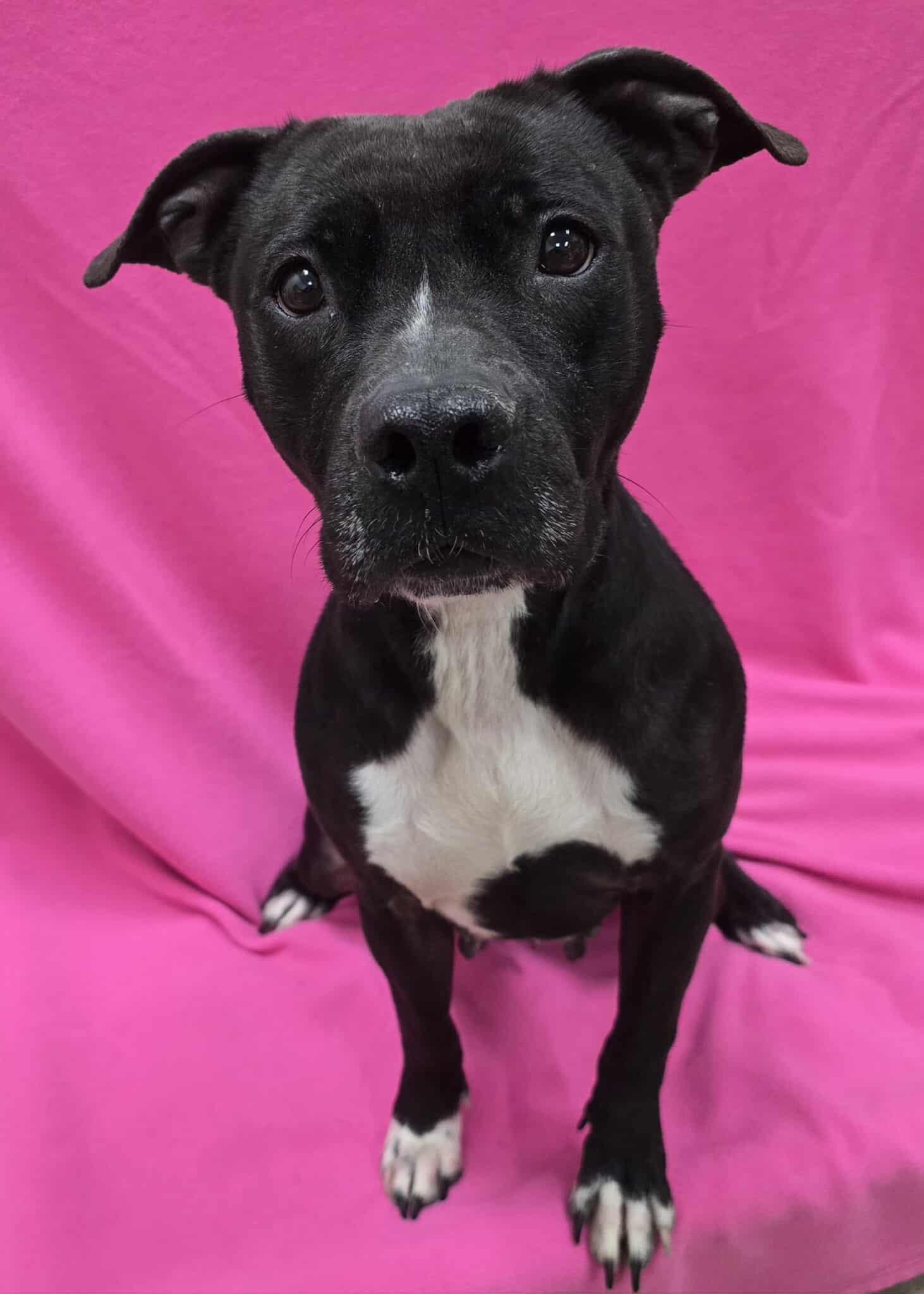 Enlarge Olivia, a Adoptable Mixed Breed in Frankfort, IN image 1/4