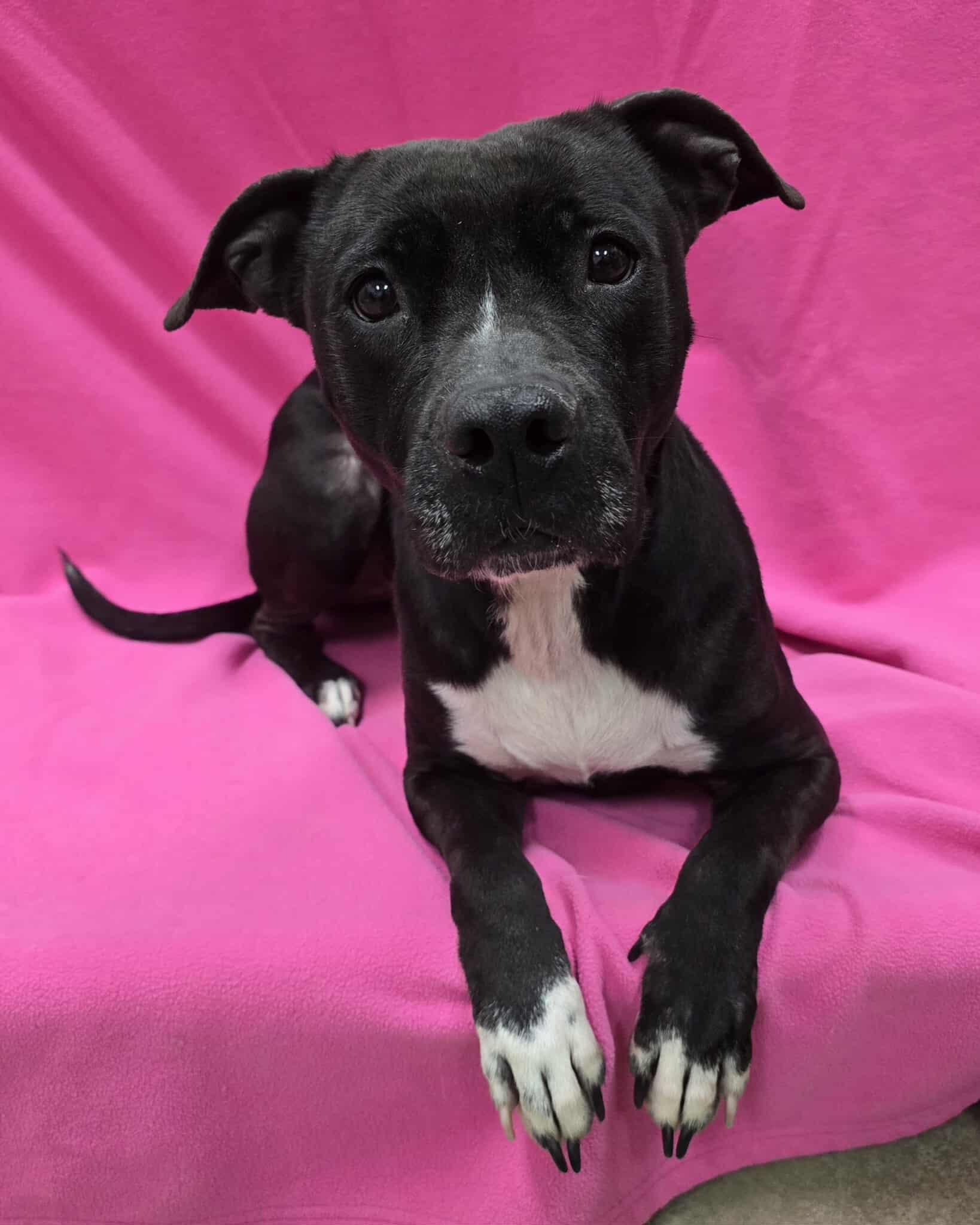 Enlarge Olivia, a Adoptable Mixed Breed in Frankfort, IN image 2/4