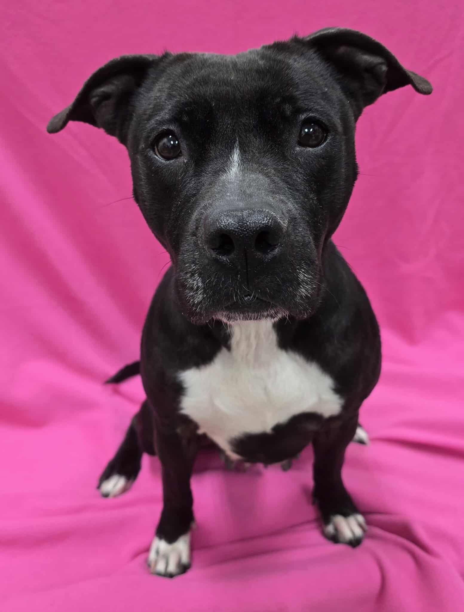 Enlarge Olivia, a Adoptable Mixed Breed in Frankfort, IN image 3/4