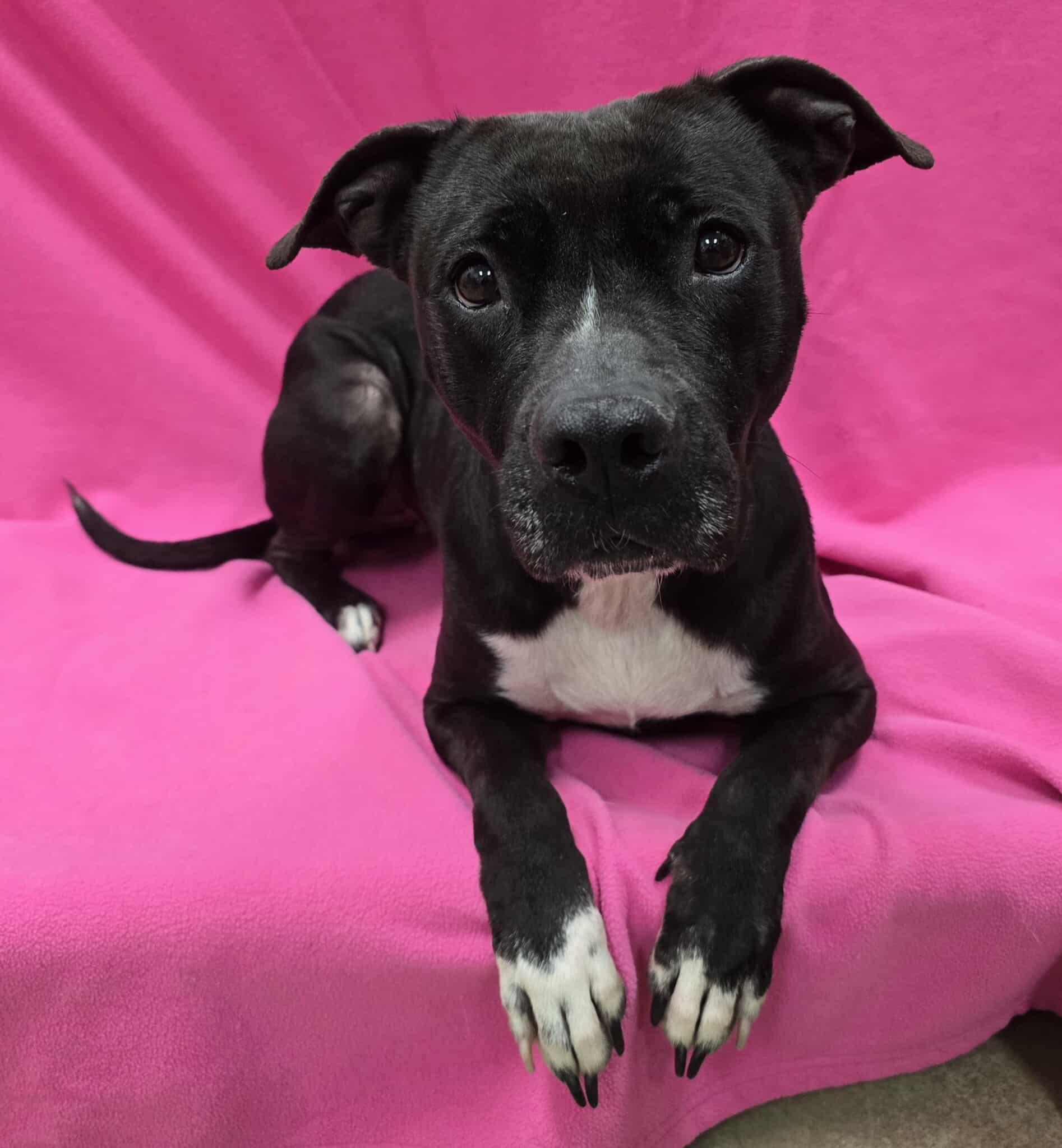 Enlarge Olivia, a Adoptable Mixed Breed in Frankfort, IN image 4/4