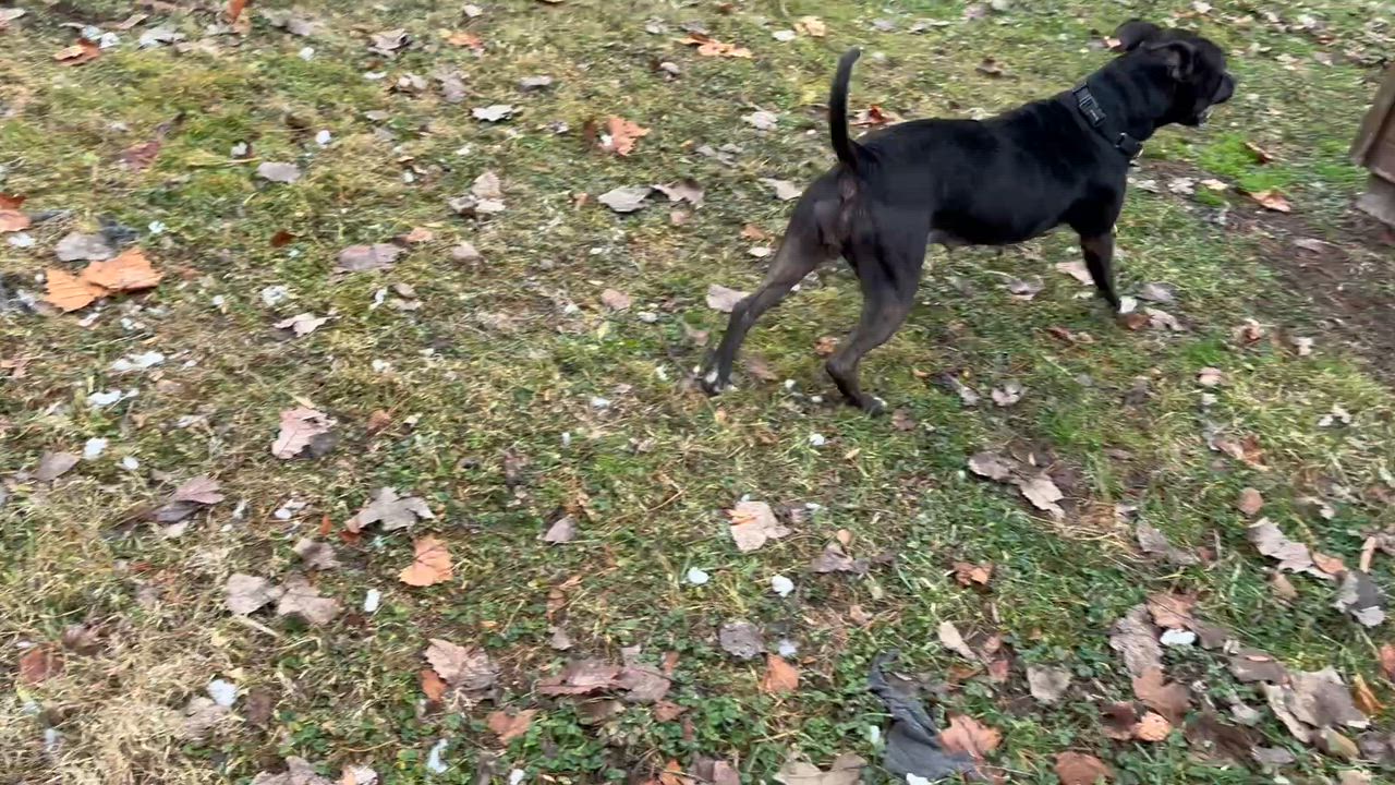 Enlarge Olivia, an adoption pending Mixed Breed in Frankfort, IN video 5/5