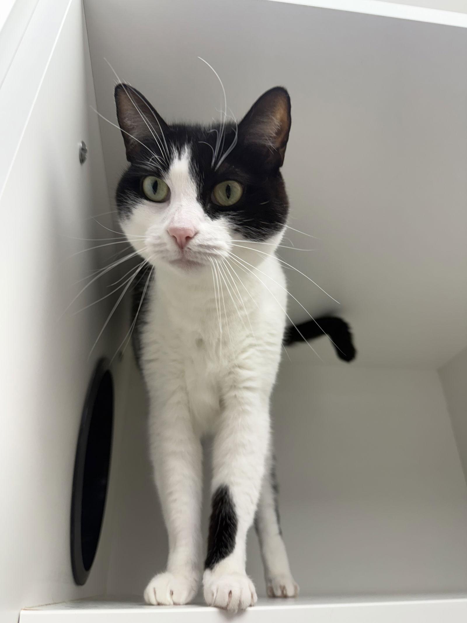 Christmas Tree, Adoptable, Adult Female Domestic Short Hair.