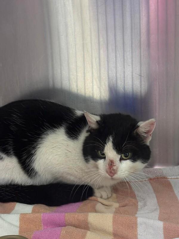 Unknown, Adoptable, Adult Female Domestic Short Hair.