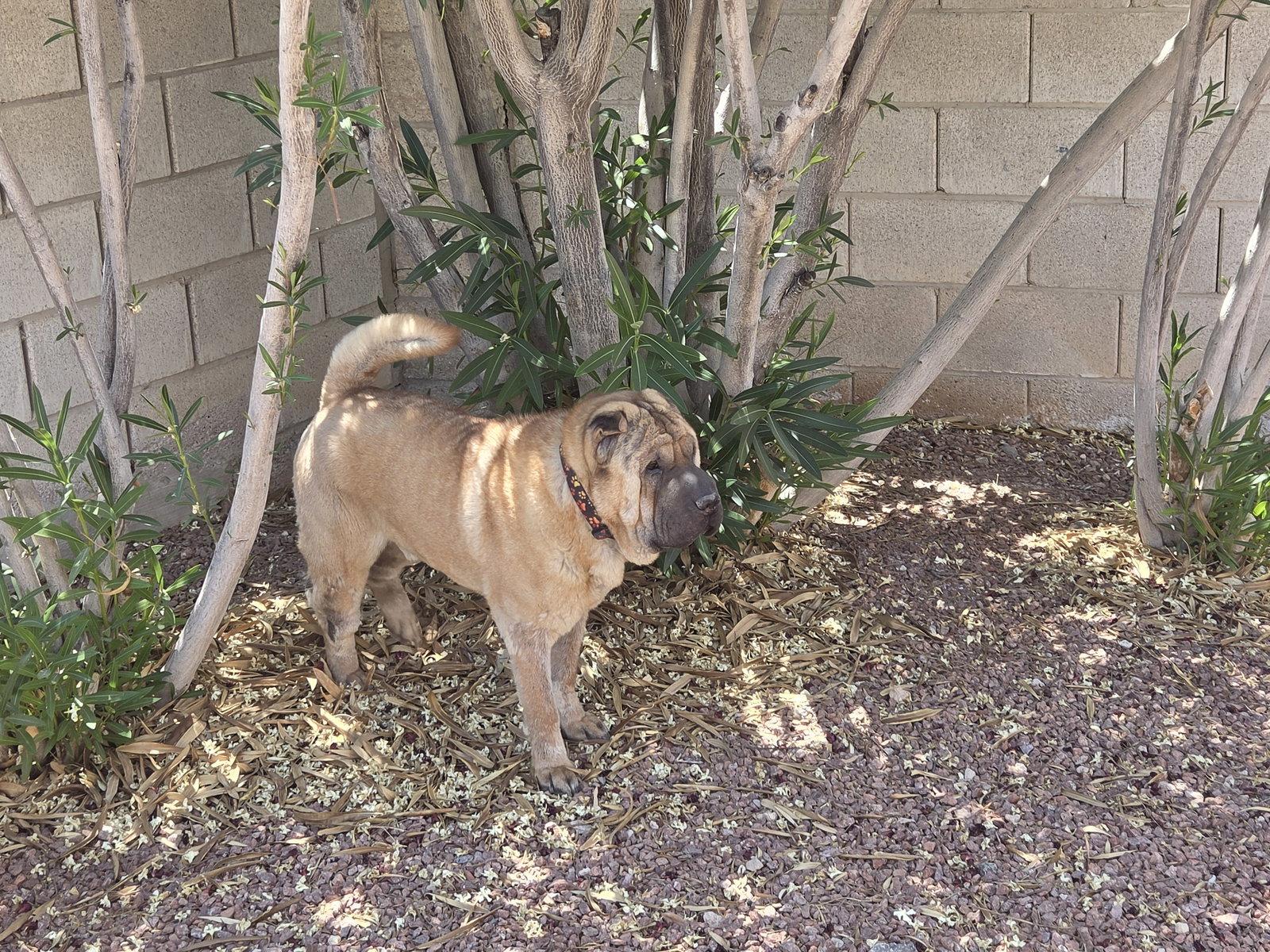Zorro, Adoptable, Senior Male Shar-Pei.