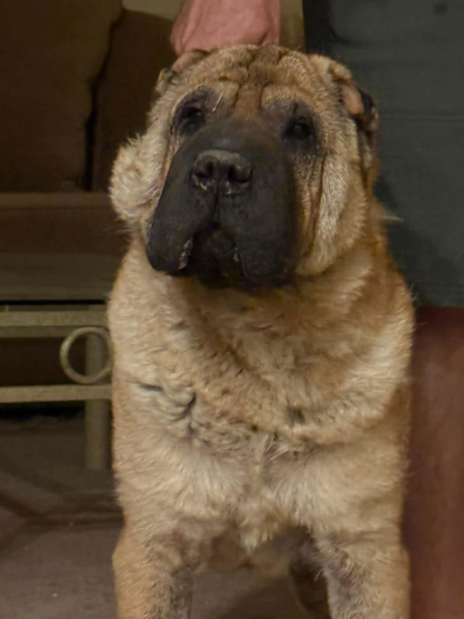Enlarge Zorro, a Adoptable Shar-Pei in Lake Forest, CA image 2/2