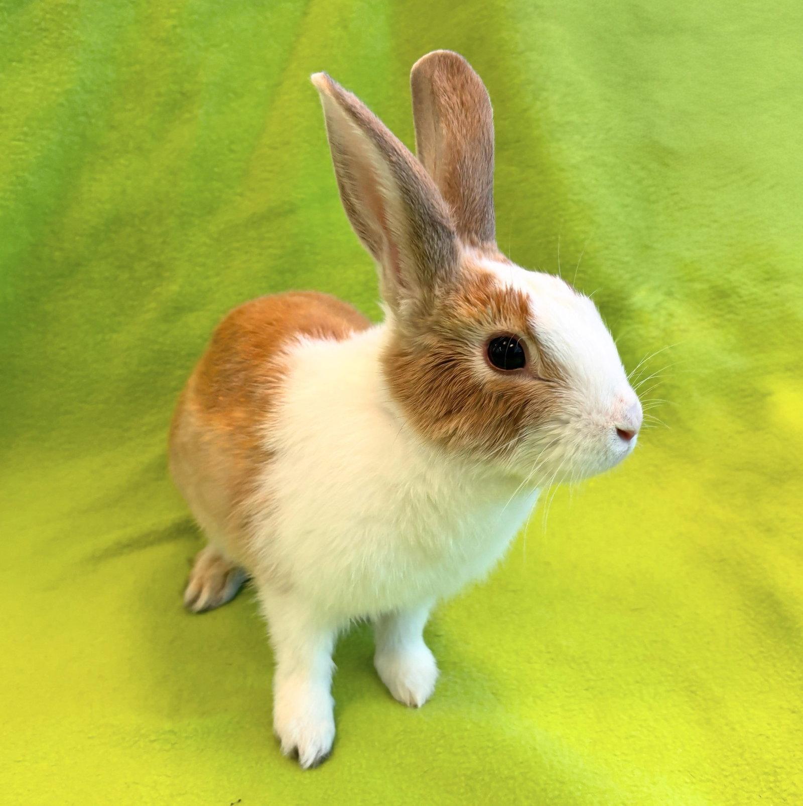 Enlarge Skippy, a Adopted Dutch in Burlingame, CA image 1/1