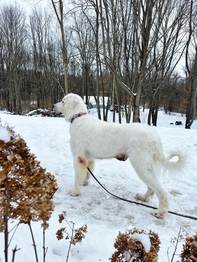 Millie (1321), Adoptable, Adult Female Great Pyrenees.
