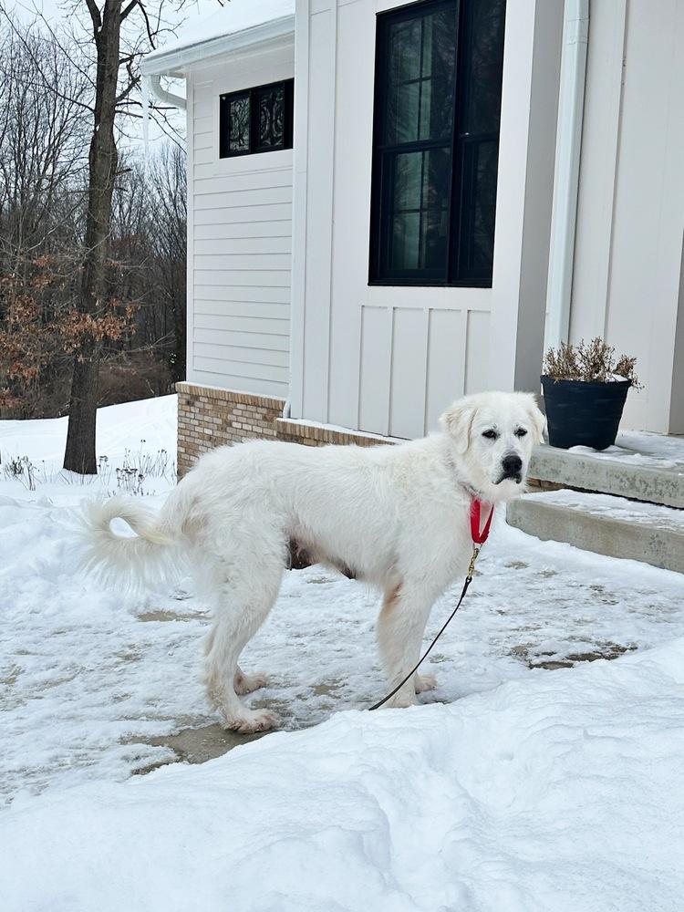 Enlarge Millie (1321), a Adoptable mixed breed in Plymouth, MI image 2/6