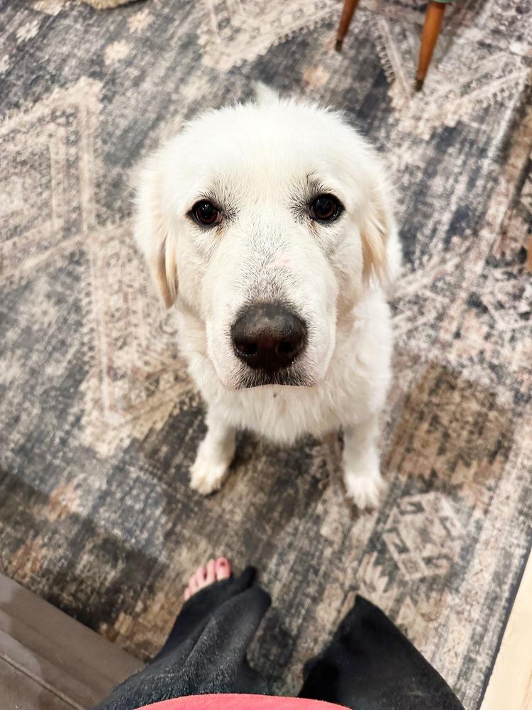Enlarge Millie (1321), a Adoptable mixed breed in Plymouth, MI image 4/6