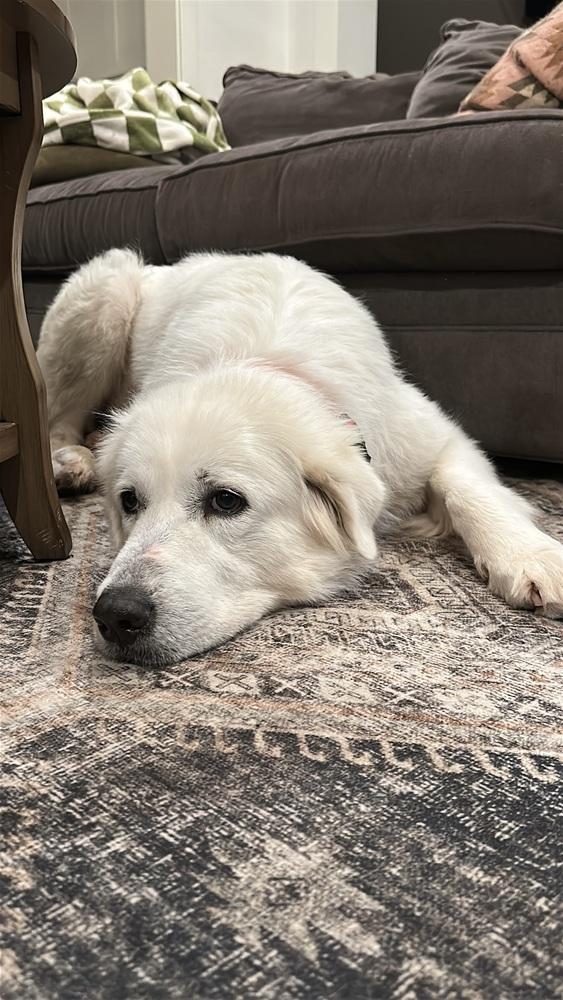 Enlarge Millie (1321), a Adoptable mixed breed in Plymouth, MI image 5/6
