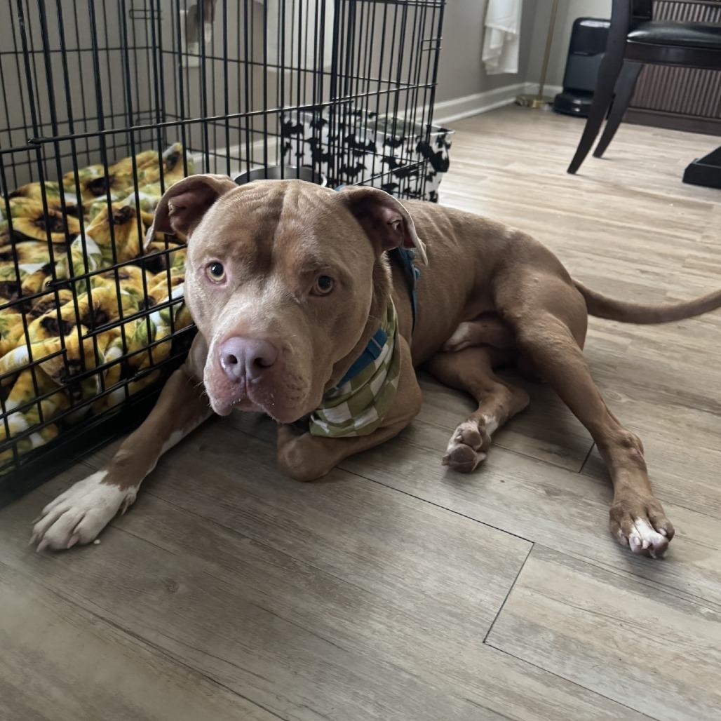 Heavyfoot, Adoptable, Adult Male Mixed Breed.