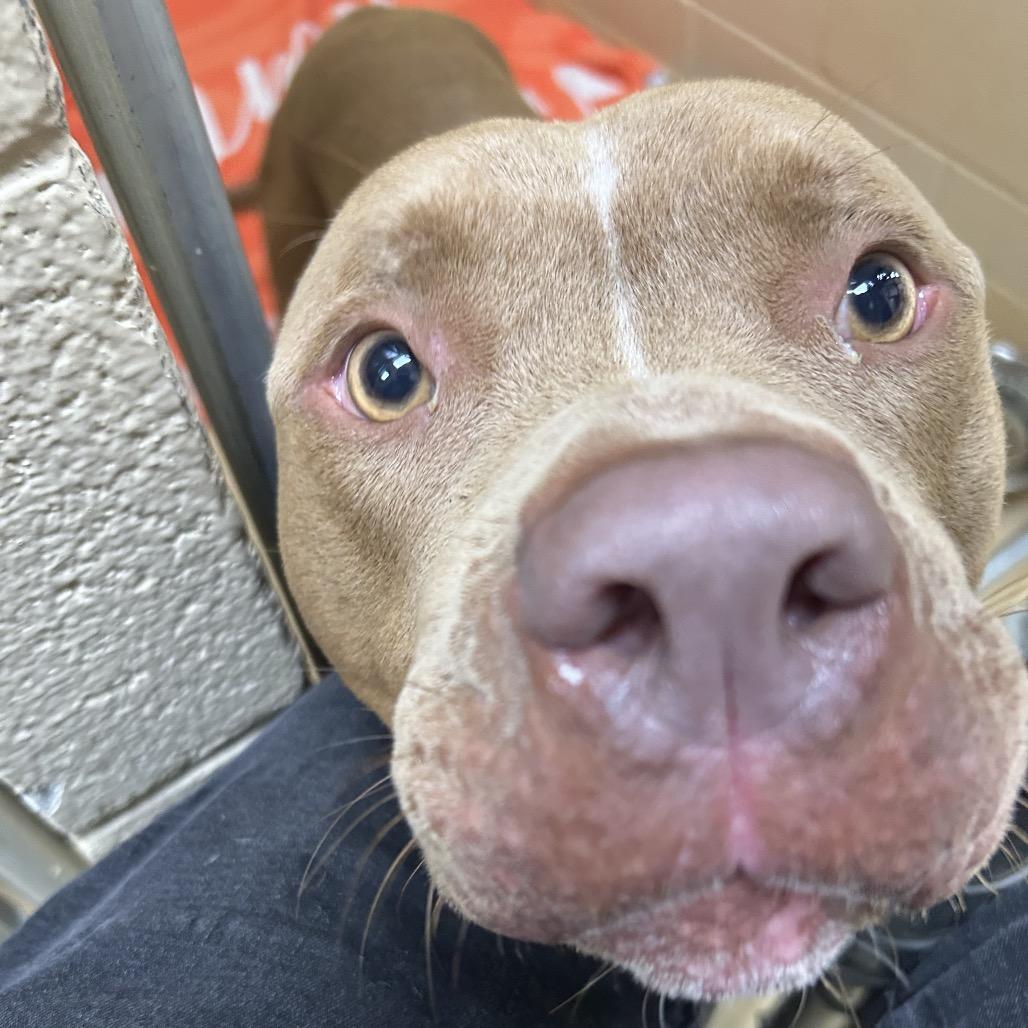 Heavyfoot, a Adoptable Mixed Breed in Winston-Salem, NC image 3/6