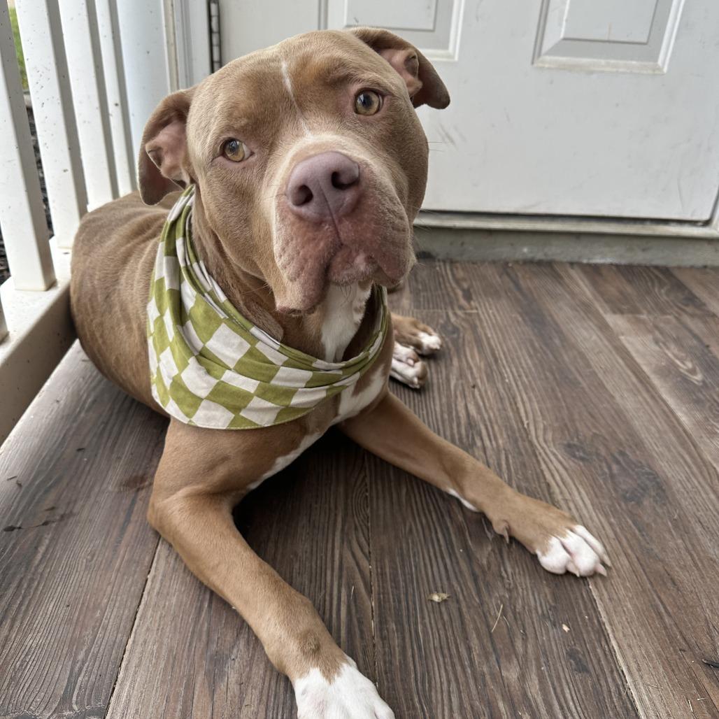 Heavyfoot, a Adoptable Mixed Breed in Winston-Salem, NC image 4/6