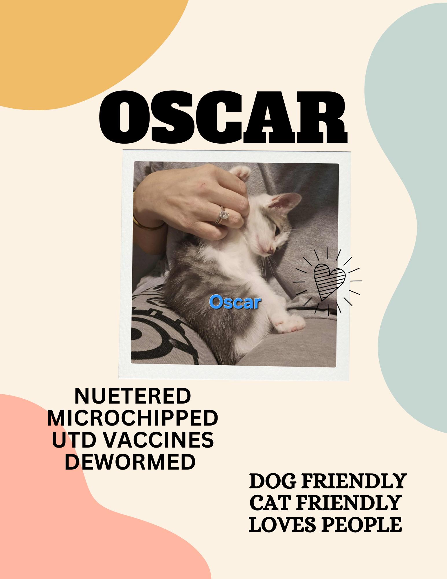 Oscar, Adopted, Kitten Male Domestic Short Hair.