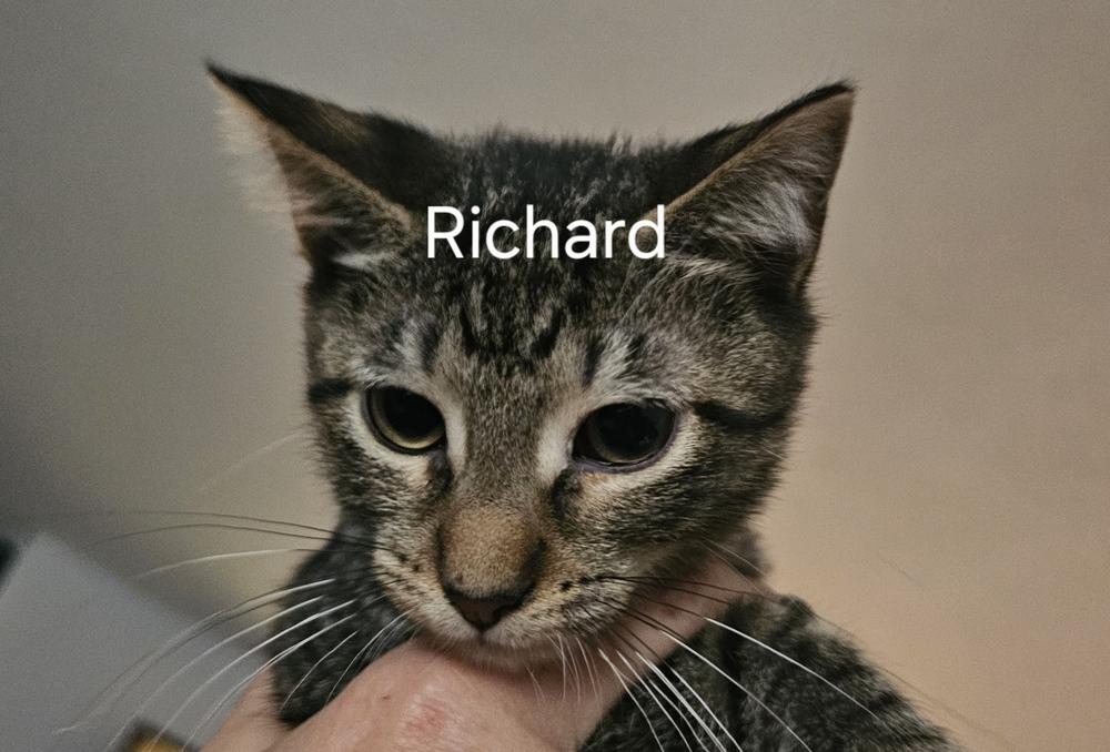 Enlarge Regina (aka Richard), a Adoptable Domestic Short Hair in Hudson, NH image 1/1