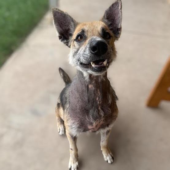 Tex, a Adoptable mixed breed in Laredo, TX image 1/2