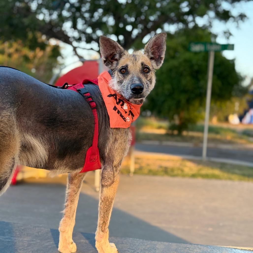 Tex, Adoptable, Senior Male German Shepherd Dog & Mixed Breed.