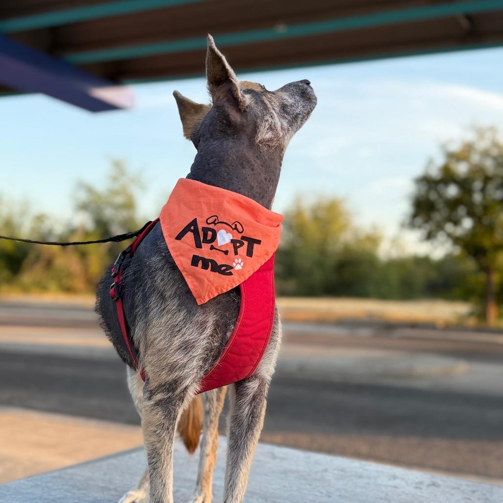Enlarge Tex, a Adoptable mixed breed in Laredo, TX image 2/6
