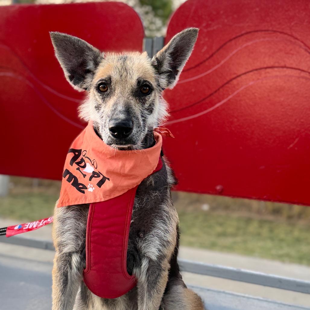 Tex, a Adoptable mixed breed in Laredo, TX image 4/6