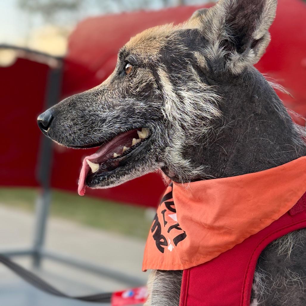 Tex, a Adoptable mixed breed in Laredo, TX image 5/6