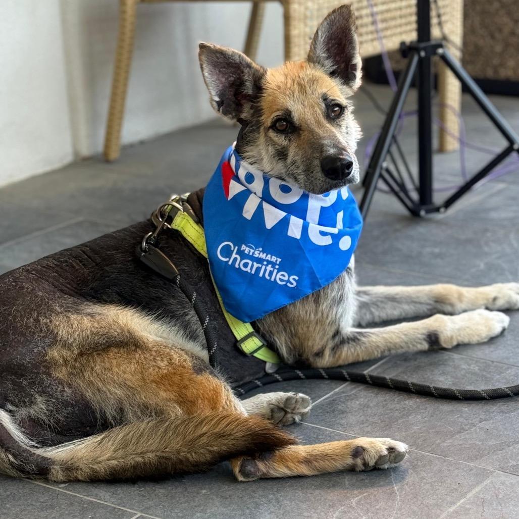 Enlarge Tex, a Adoptable mixed breed in Laredo, TX image 5/6