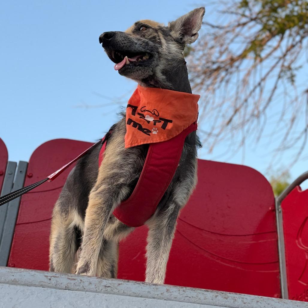 Tex, a Adoptable mixed breed in Laredo, TX image 6/6