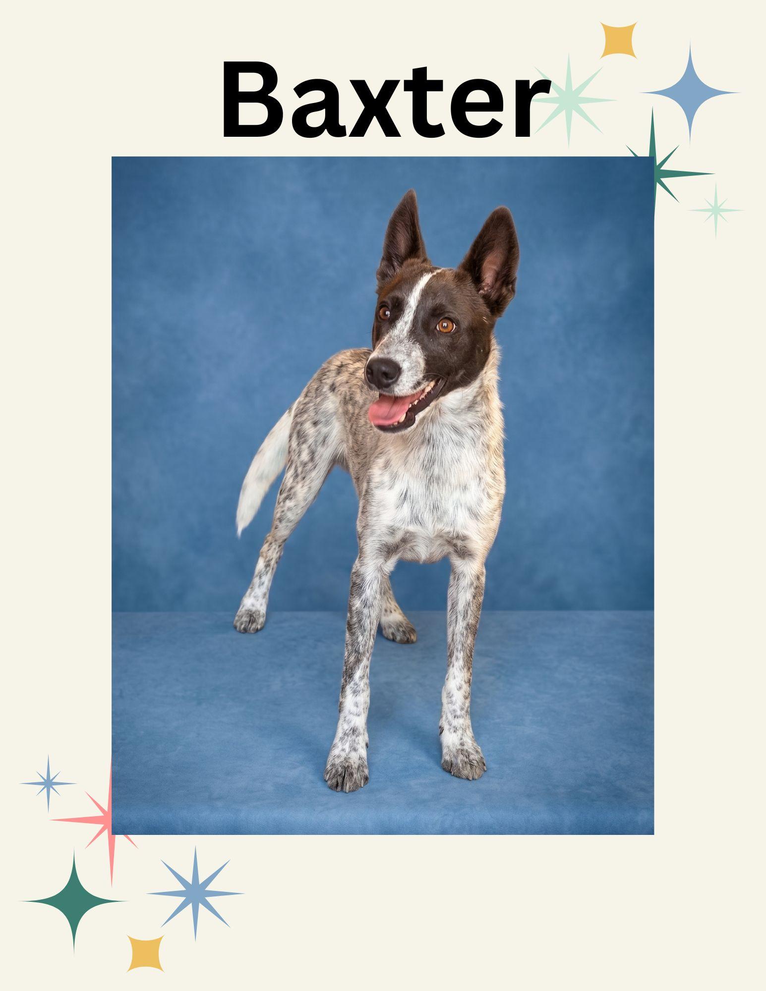 Baxter, Adoptable, Young Male Australian Cattle Dog / Blue Heeler.