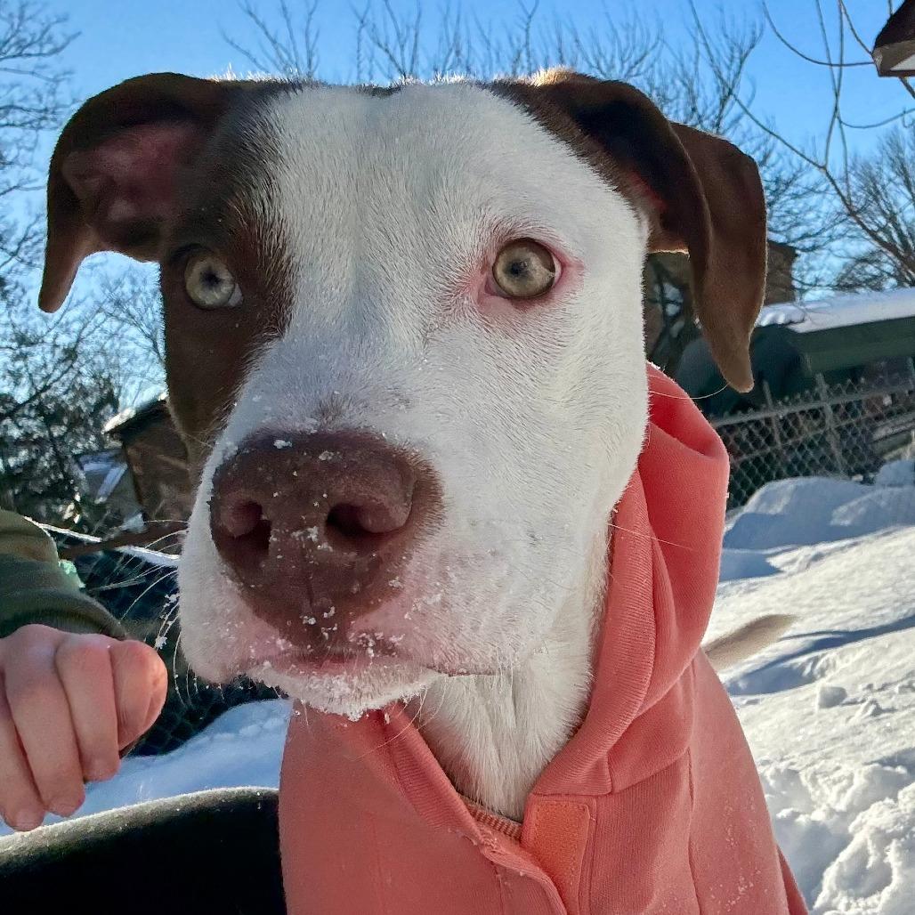 Worm, a Adoptable Mixed Breed in Cincinnati, OH image 1/5