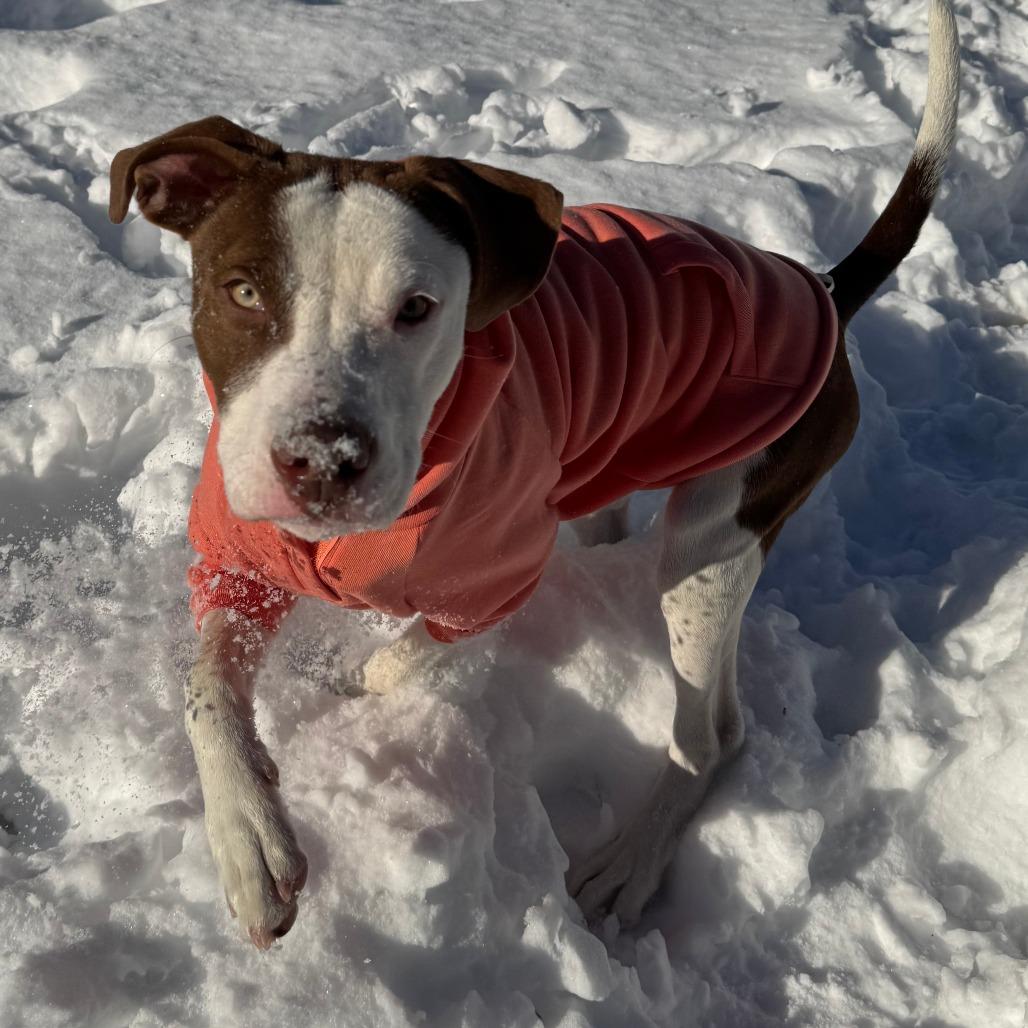 Worm, a Adoptable Mixed Breed in Cincinnati, OH image 2/5