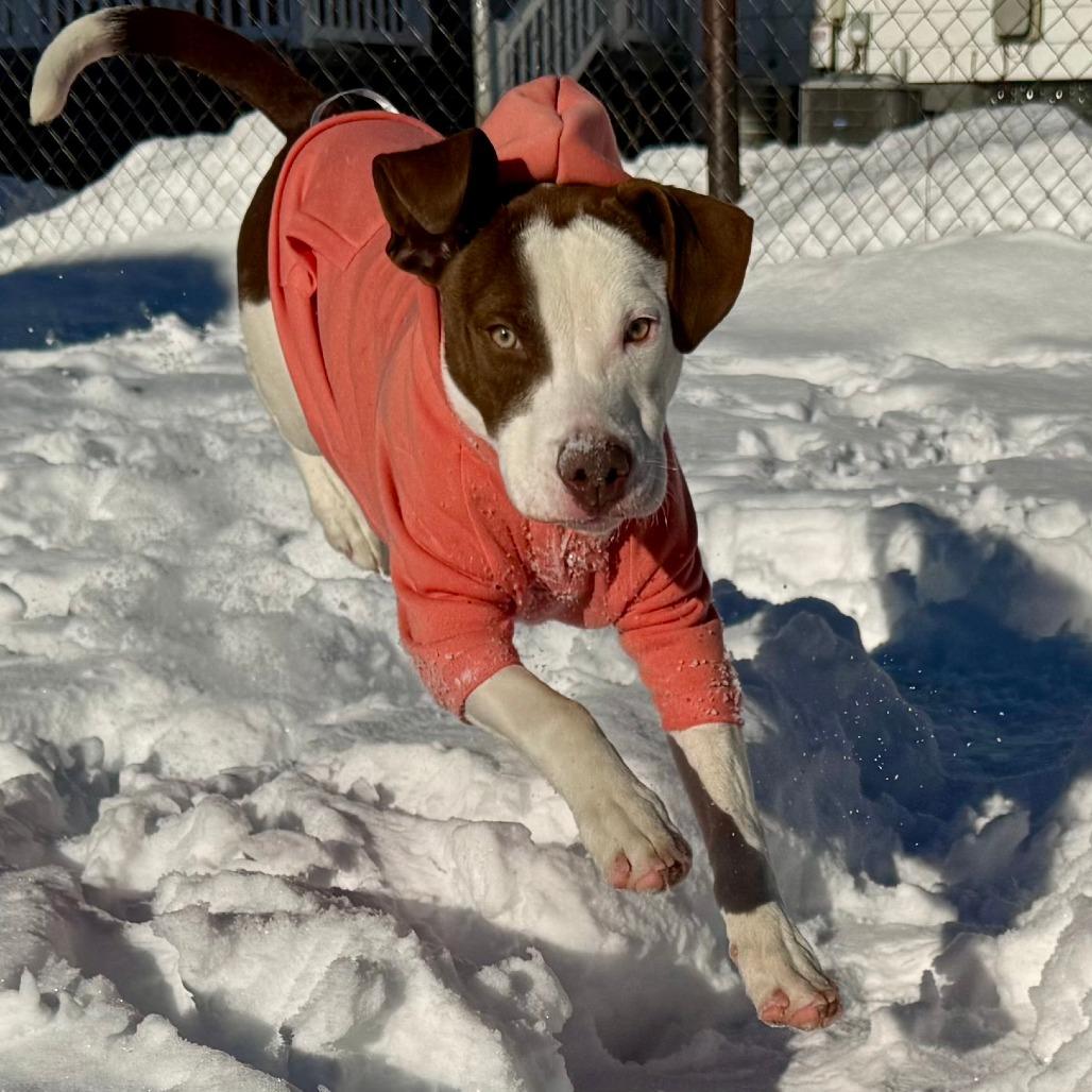 Worm, a Adoptable Mixed Breed in Cincinnati, OH image 3/5