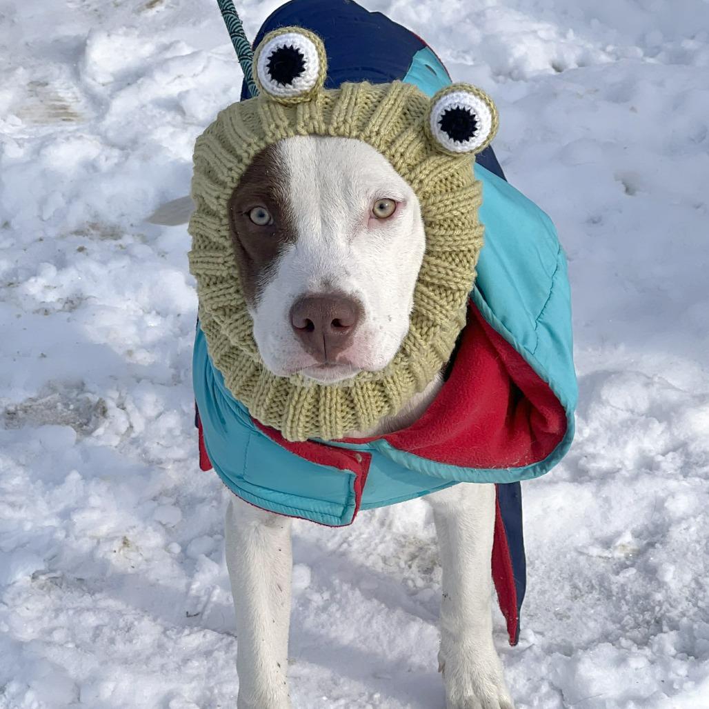 Worm, a Adoptable Mixed Breed in Cincinnati, OH image 4/5