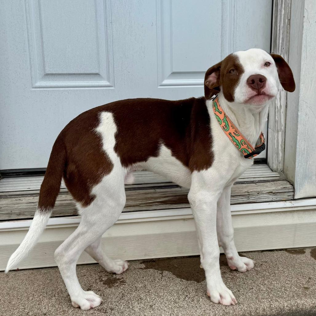 Worm, a Adoptable Mixed Breed in Cincinnati, OH image 5/5