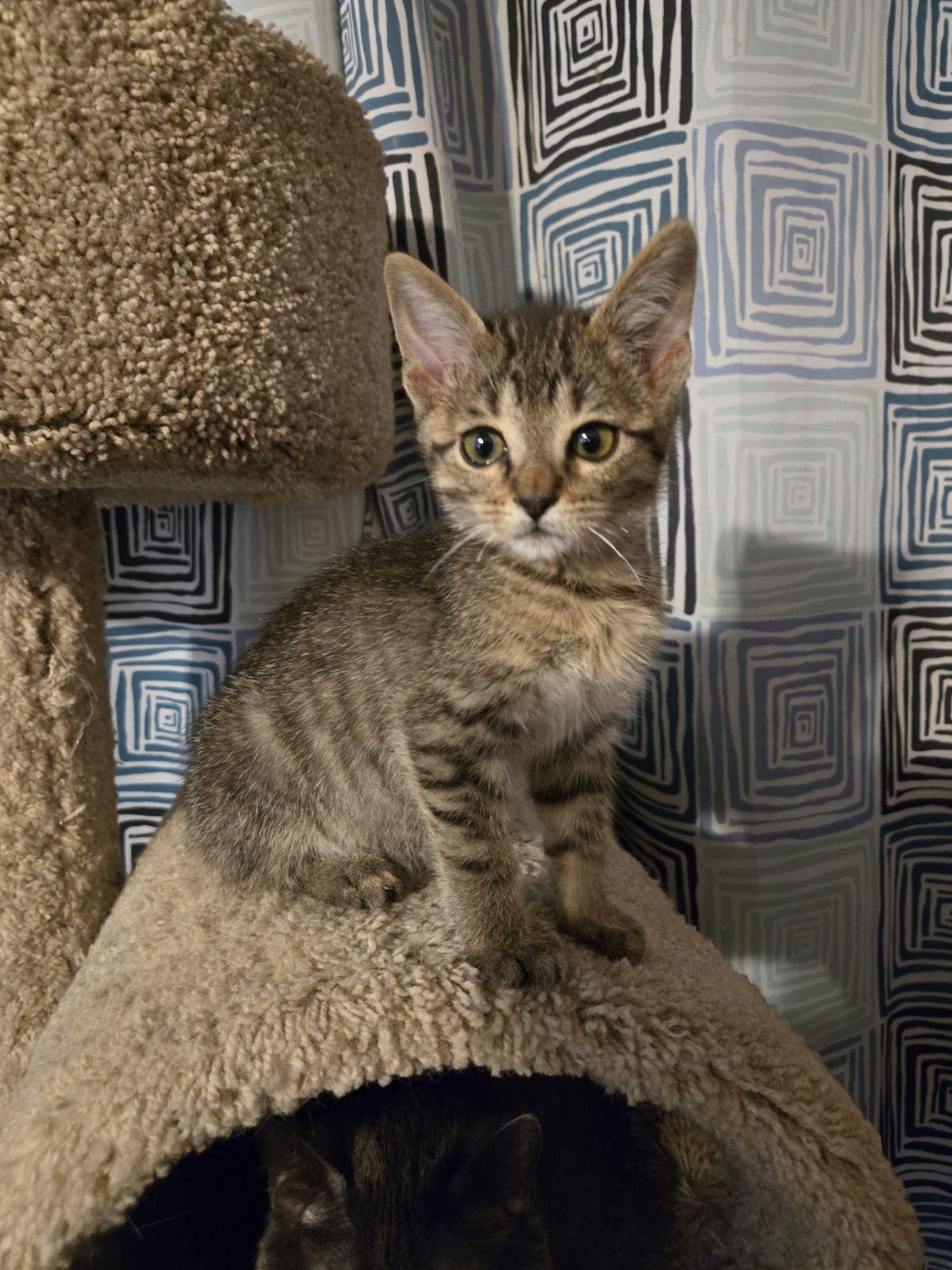 Enver, adopted, Kitten Male Tabby.