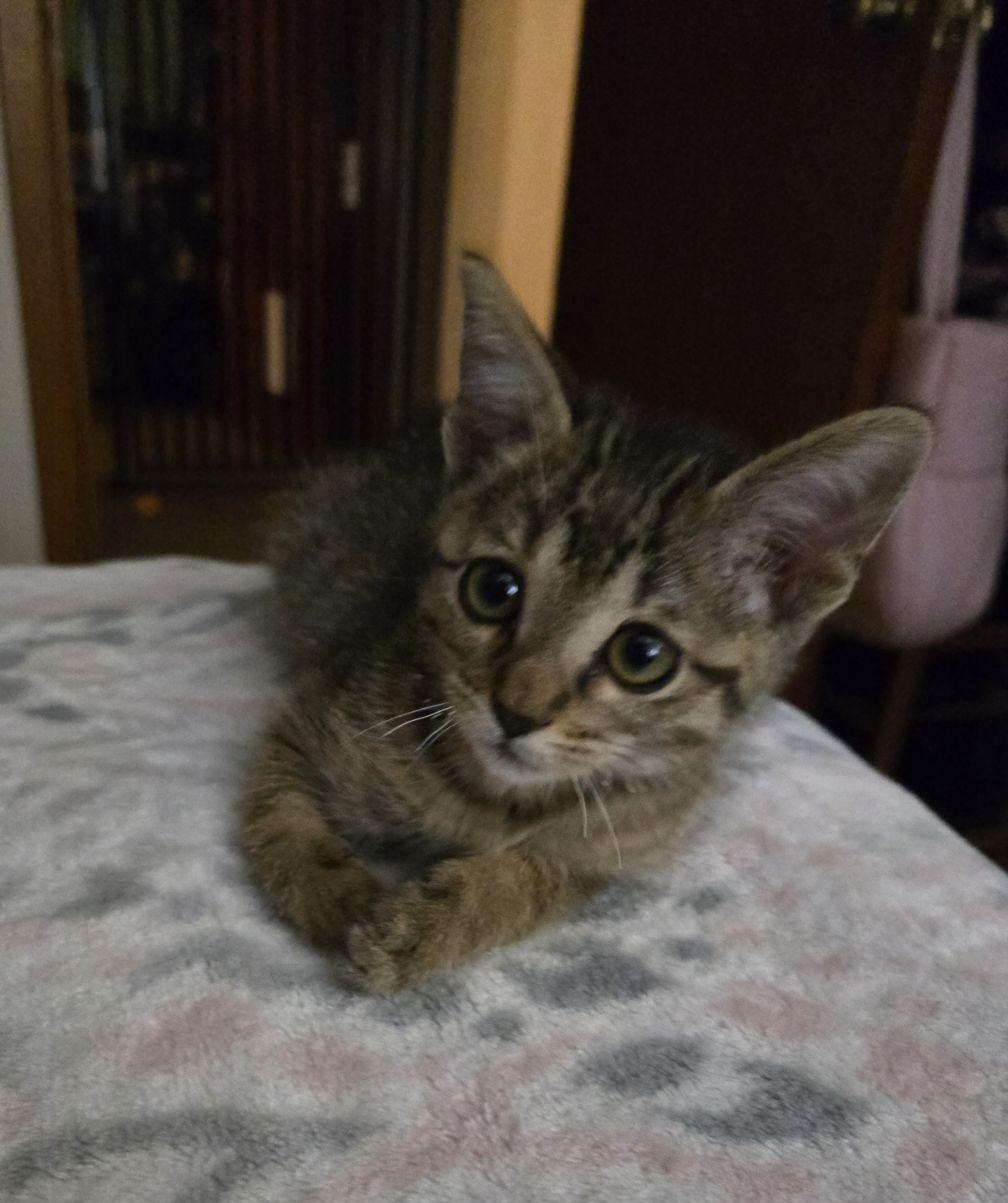 Enlarge Enver, an adopted mixed breed in Albuquerque, NM image 2/5