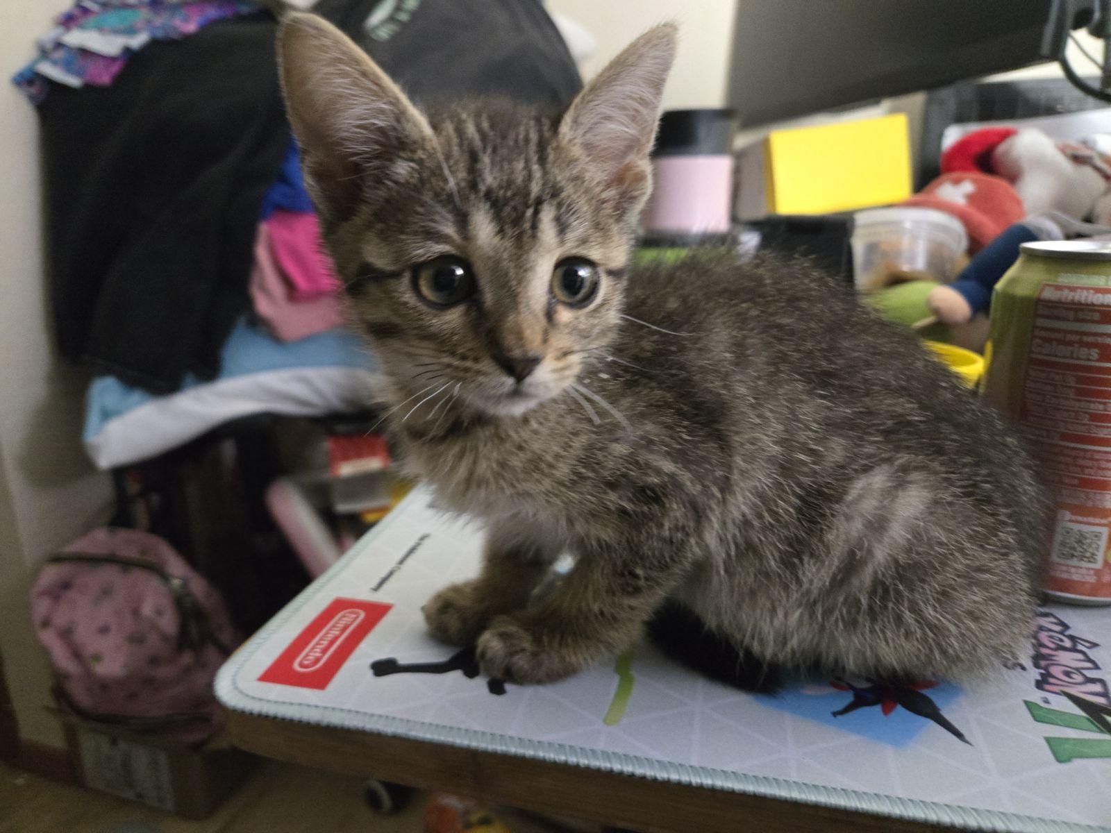 Enlarge Enver, an adopted mixed breed in Albuquerque, NM image 4/5