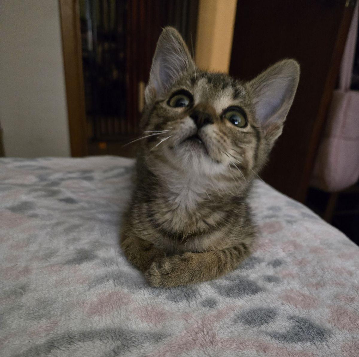 Enlarge Enver, an adopted mixed breed in Albuquerque, NM image 5/5