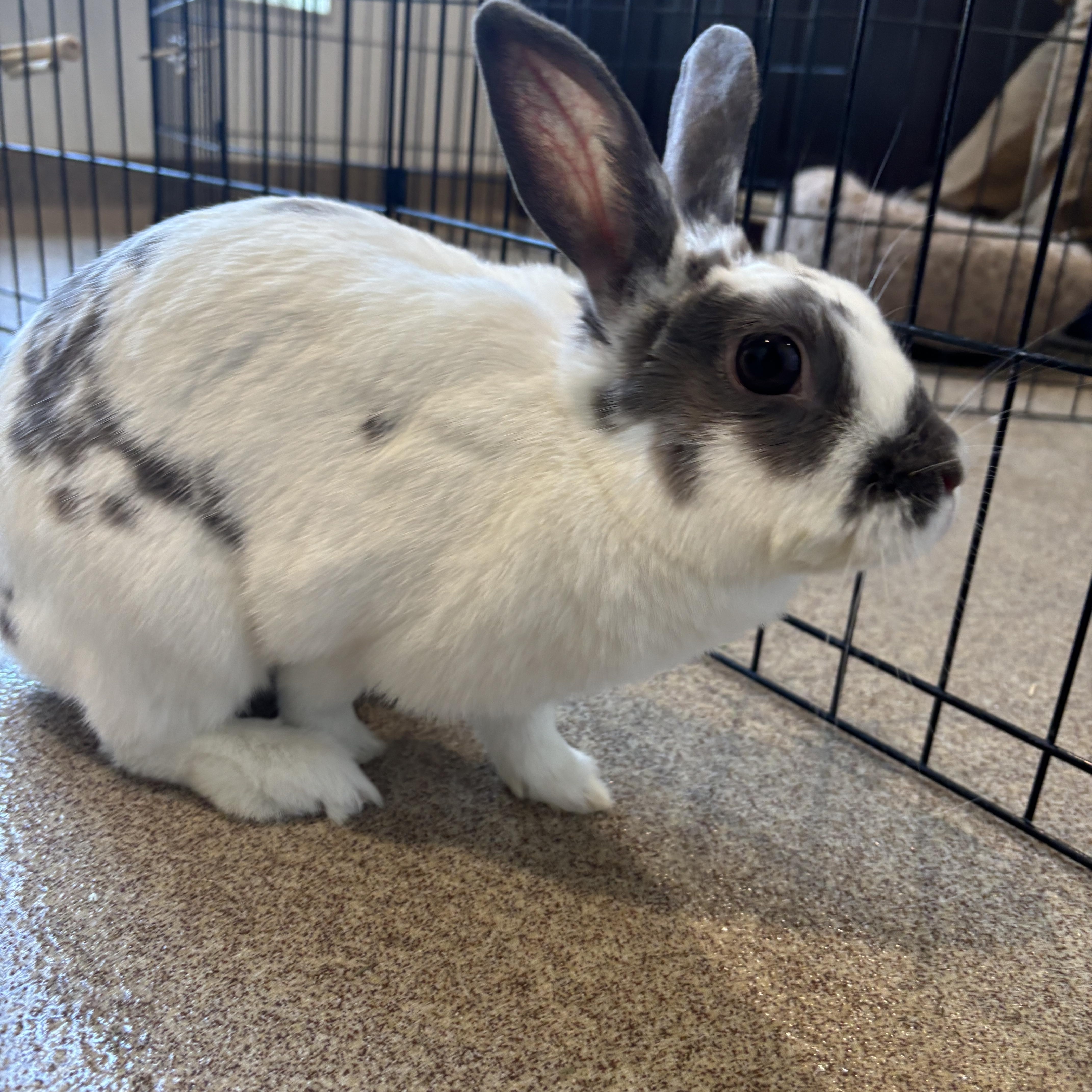 Nougat, Young Female unknown