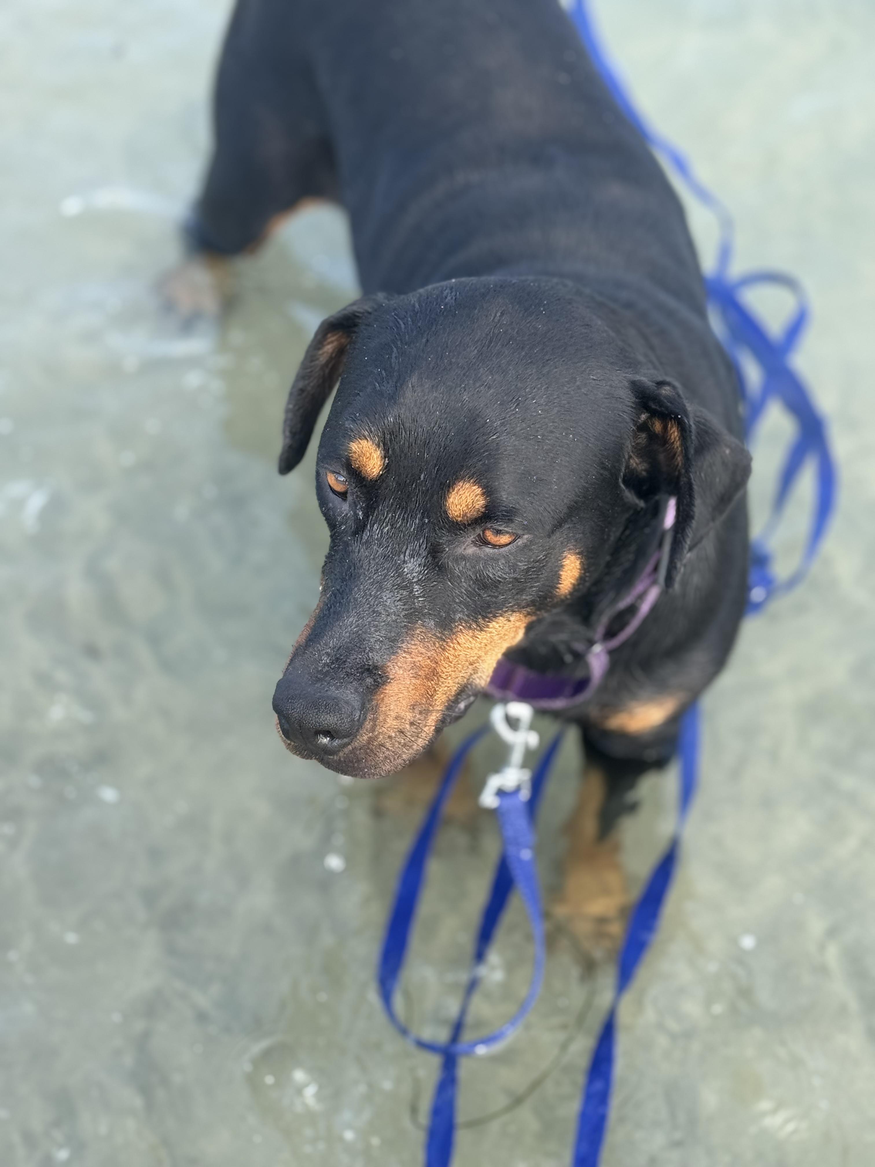 Mimi, Adoptable, Young Female Rottweiler.