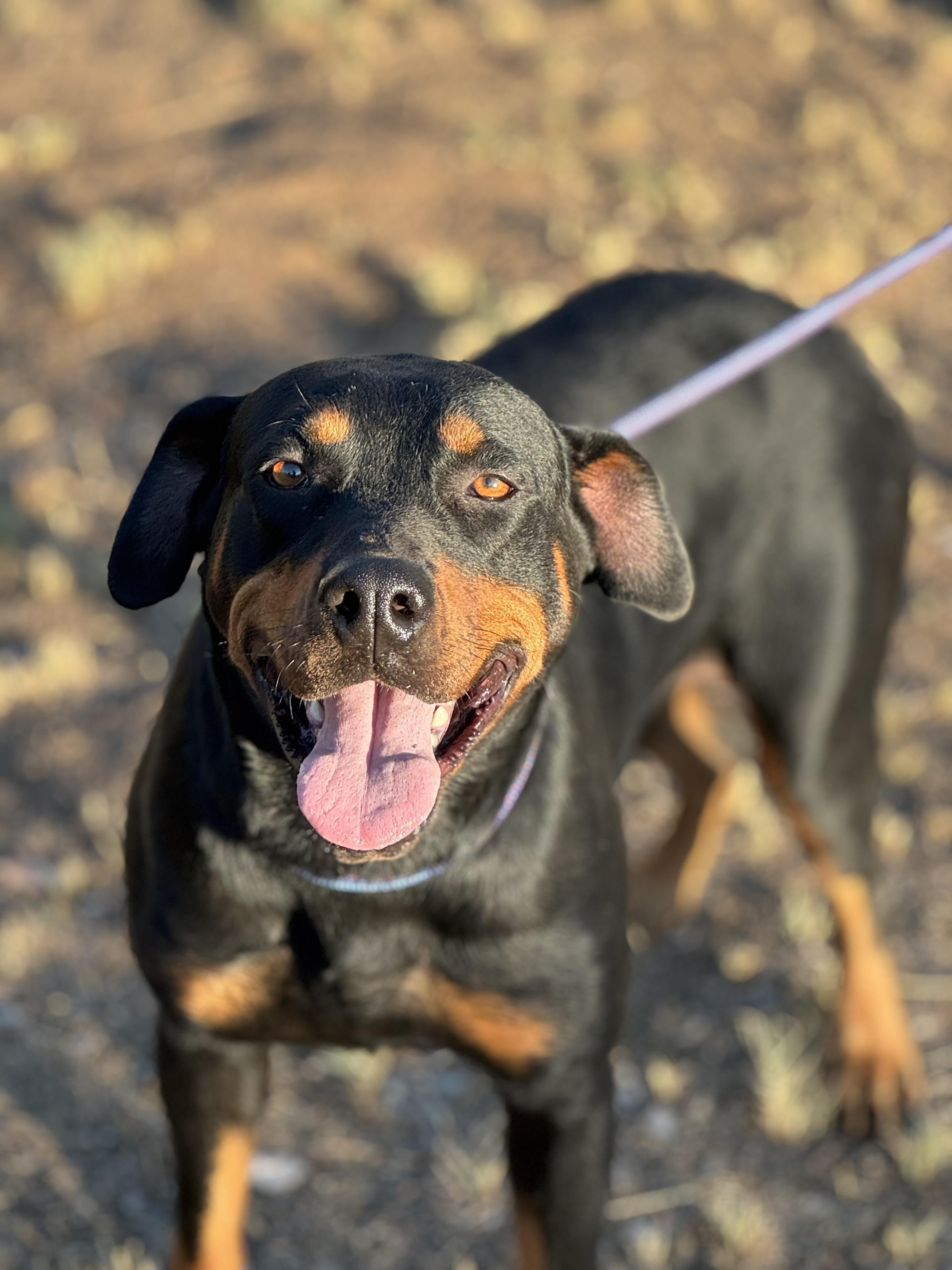 Enlarge Mimi, a Adoptable Rottweiler in Ramona, CA image 2/3