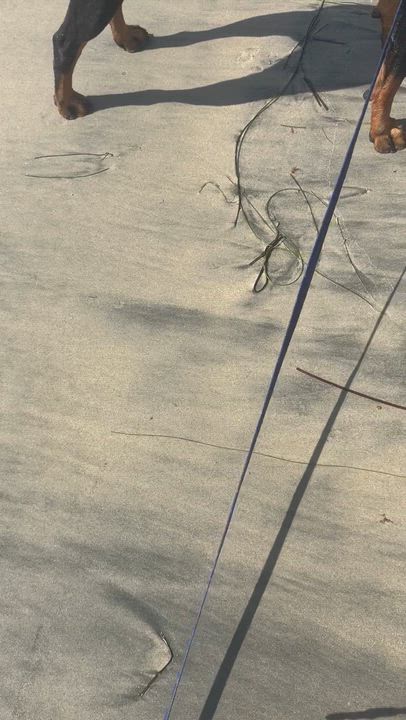 Enlarge Mimi, a Adoptable Rottweiler in Ramona, CA video 3/3