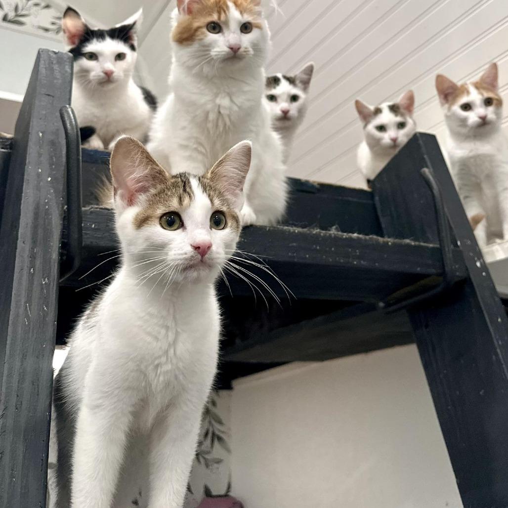 Enlarge Kabota, a Adoptable Domestic Short Hair in Leechburg, PA image 2/4